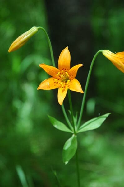 Small alpine lilies with yellow to red-orange flowers in mountain setting