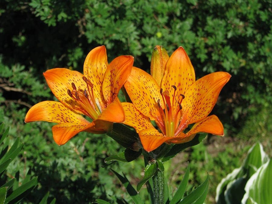 Golden Lilium pensylvanicum flowers in bloom