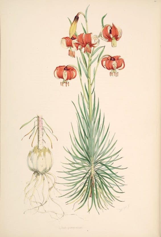 Pompon lily with characteristic red turk's-cap flowers