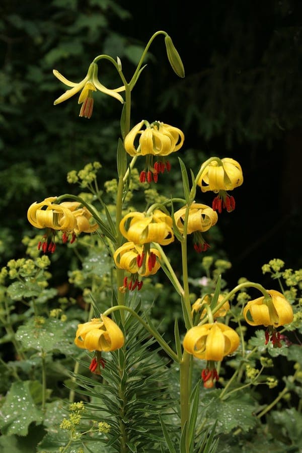 Yellow-flowering Pyrenean lily in a rocky alpine setting, showing nodding trumpet-shaped blooms and narrow green leaves