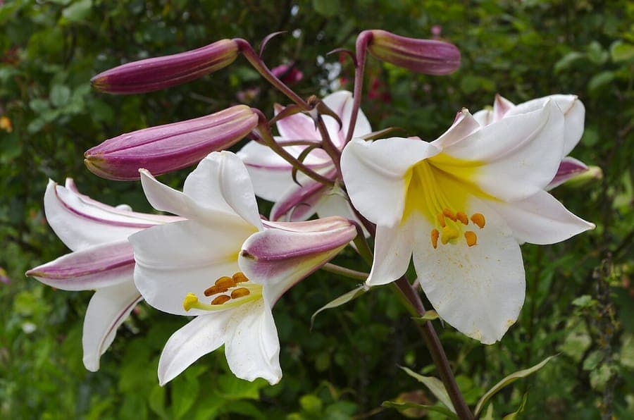 Lilium regale large white trumpet flower