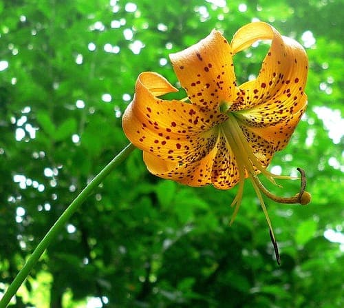 American Turk's-cap lily (Lilium superbum) with drooping orange flowers