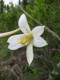 Washington lily with white fragrant flowers blushing pink in mountain setting