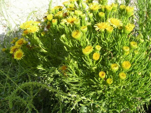 Golden samphire met gele bloemschermen