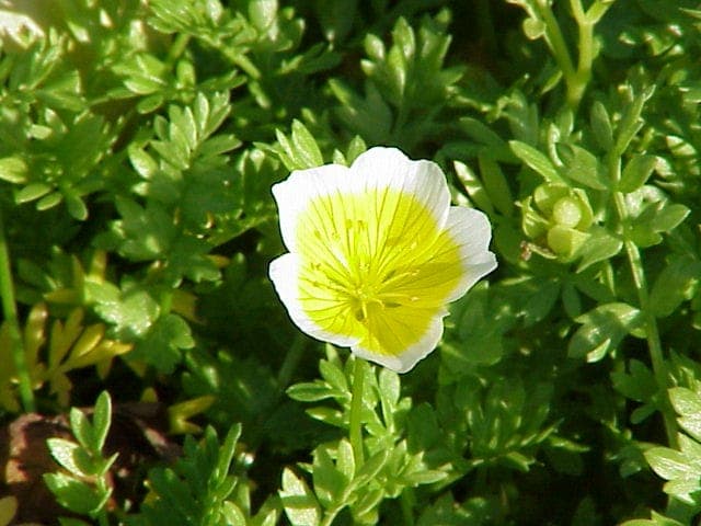 Meadowfoam plant with white and yellow flowers