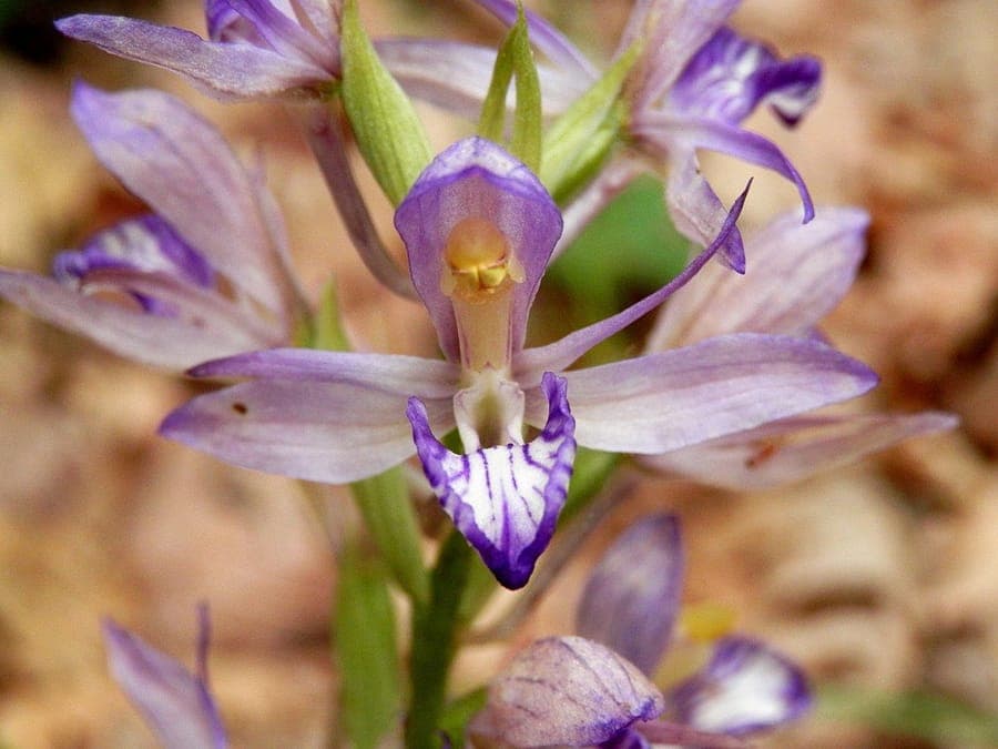 Fleurs du limodore violet