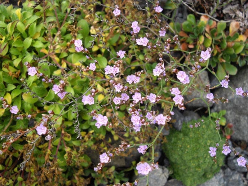Gänseblümchenblättriger Strandflieder mit winzigen rosa Blüten in dichten Trauben