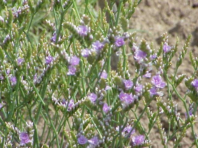 Felsen-Strandflieder (Limonium binervosum) mit blauen Blüten auf Felsenküsten