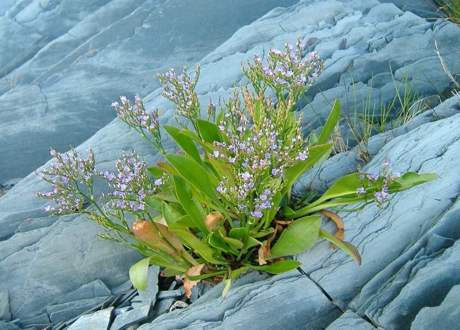 Limonium carolinianum Carolina sea-lavender with lavender-blue flower clouds above leathery rosette of leaves