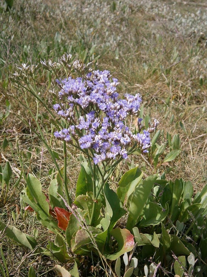 Common sea-lavender flowers