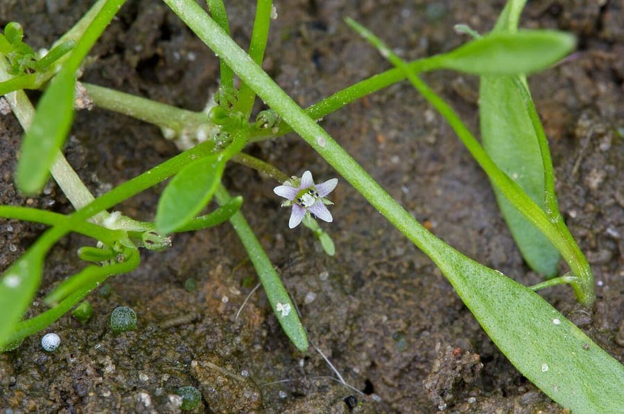 Modderkruid bloemen