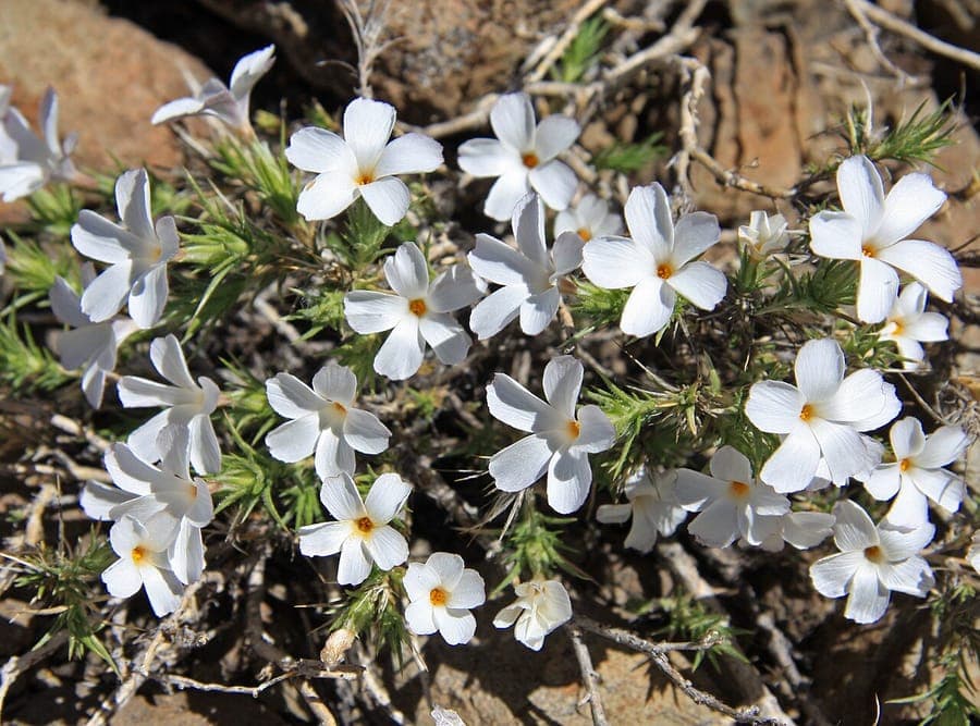 Linanthus pungens avec son feuillage fin et épineux en habitat rocheux