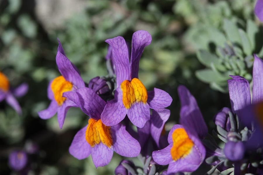 Alpenleeuwenbek bloemen