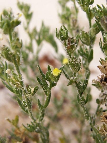 Leuchtend gelbe Blüten von Linaria arenaria im Detail