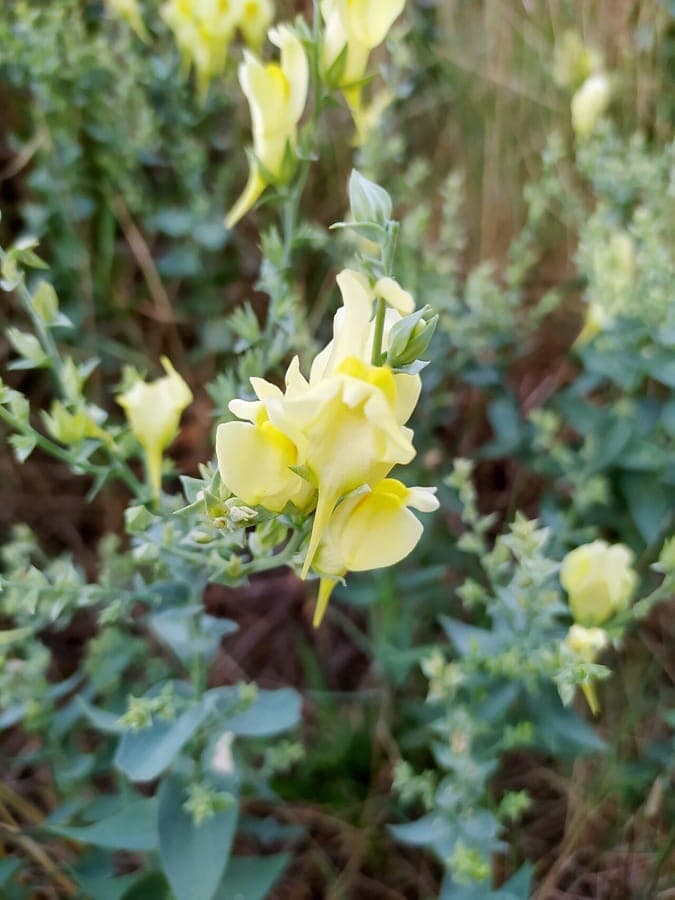 Balkan leeuwenbek met gele bloemen in volle bloei