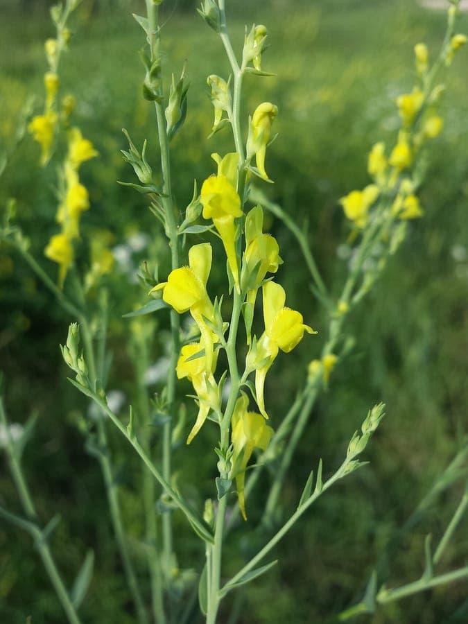Gelbe Blüten des Ginster-Leinkrauts (Linaria genistifolia)