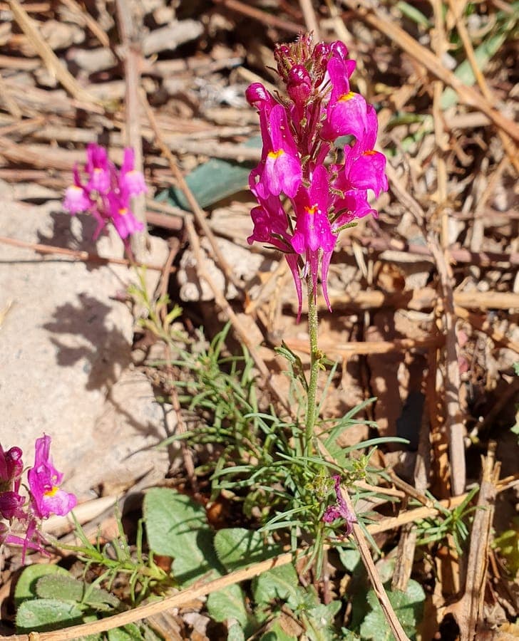 Bonte leeuwenbek met gekleurde bloemen in volle bloei