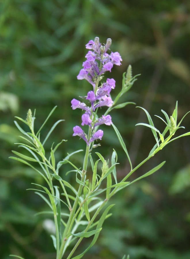 Purple toadflax with delicate purple flowers on tall stems