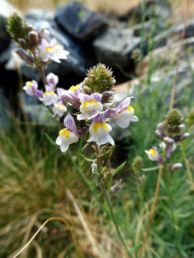 Striped toadflax with delicate white and purple striped flowers