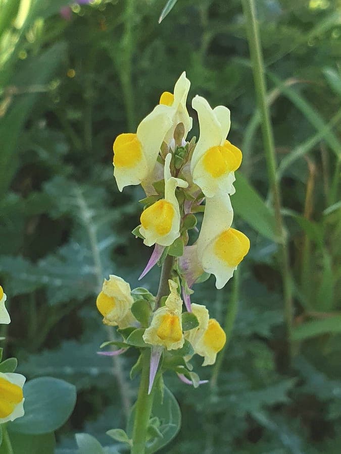 Dreiblättriges Leinkraut mit weißen Blüten und schmalen Blättern