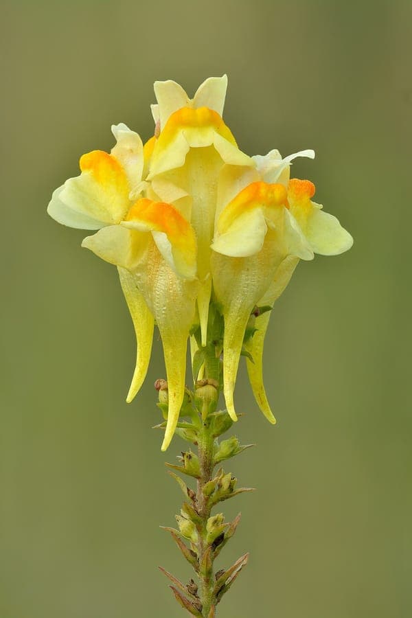 Gemeines Leinkraut mit leuchtend gelben Blüten auf schlanken Stengeln