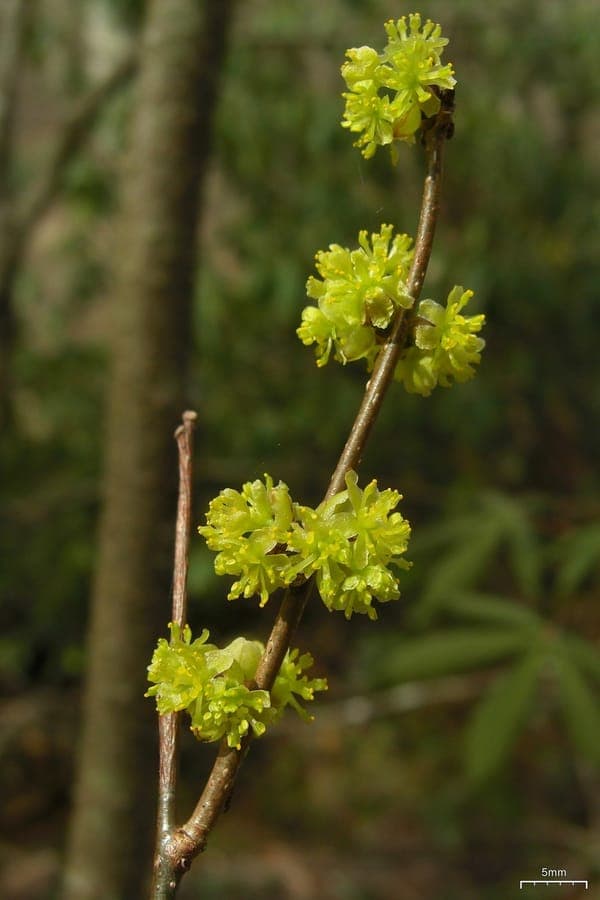 Lindera benzoin Fieberstrauch mit leuchtend gelbem Herbstlaub und roten Beeren