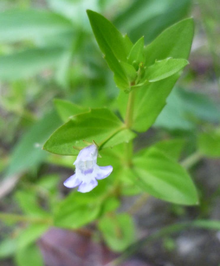 Lindernia dubia-Blüte im Detail