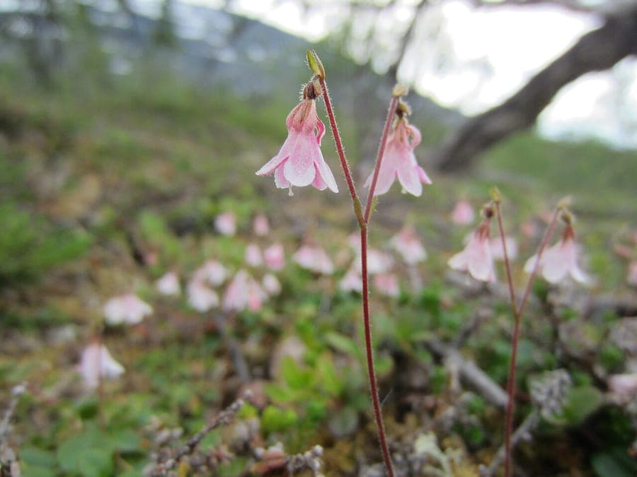 Linnaea borealis bloemen