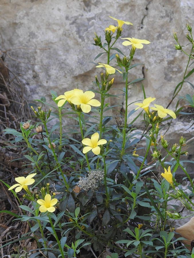 Lin arborescent avec fleurs jaunes dor et feuillage fin vert