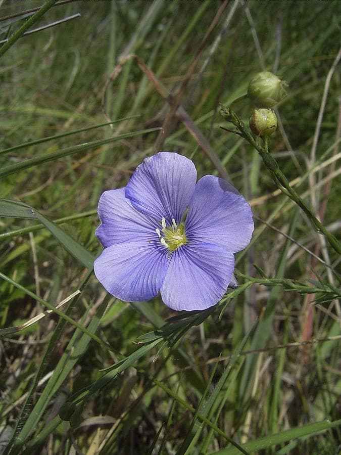 Linum austriacum blauwe bloemen