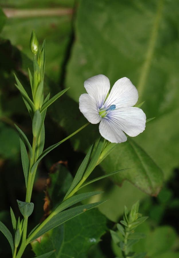Linum bienne roze bloemen