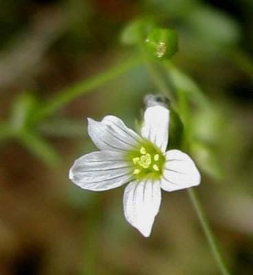 Linum catharticum witte bloemen