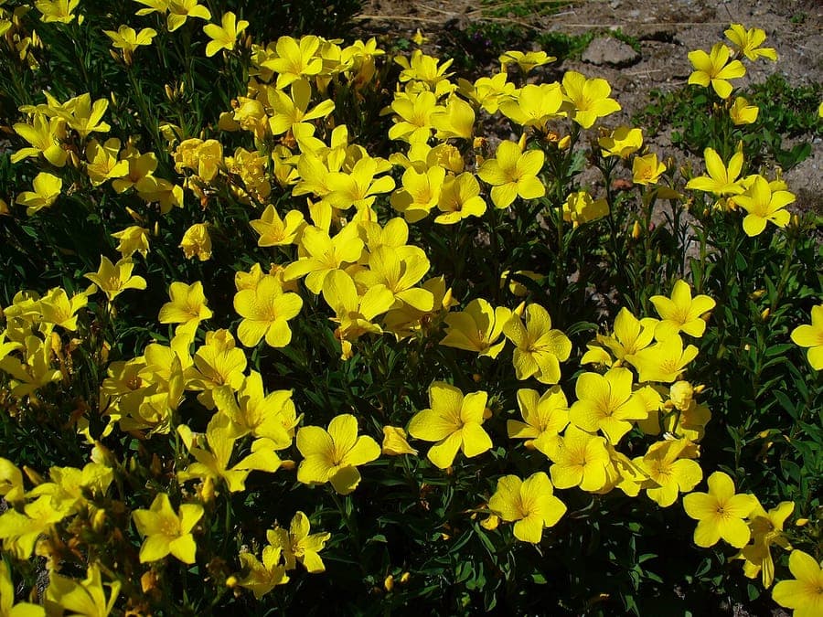 Gele bloemen van Linum flavum (Gele Vlas)