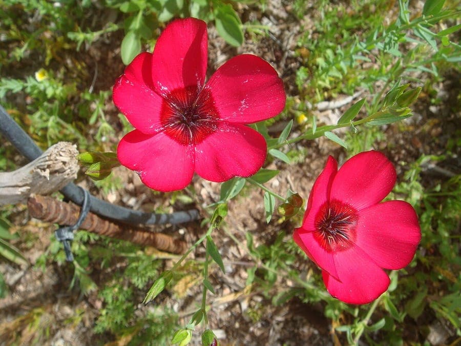 Rote Blüten des Großblütigen Leins (Linum grandiflorum)