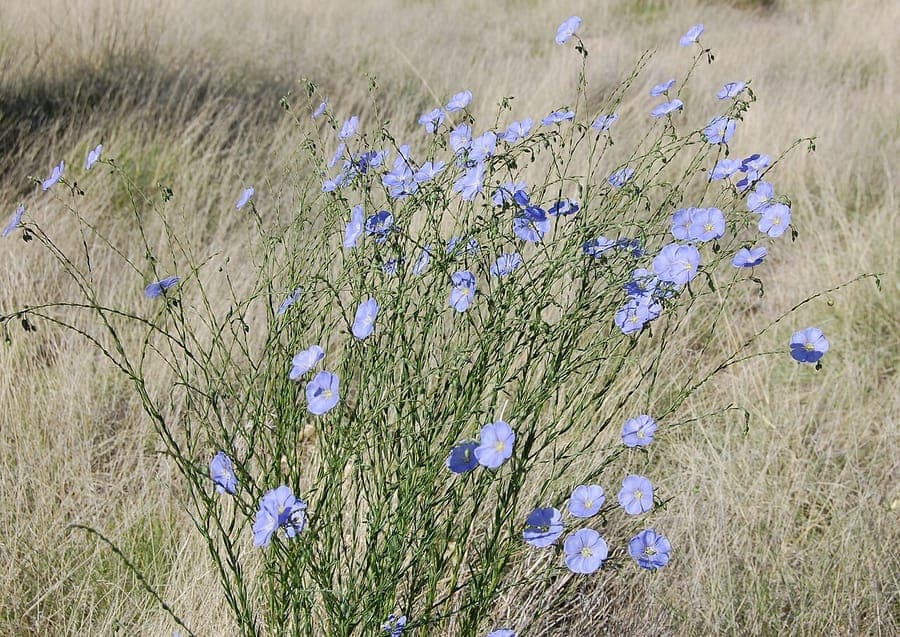 Linum lewisii lin de Lewis avec fleurs bleu ciel sur tiges graciles
