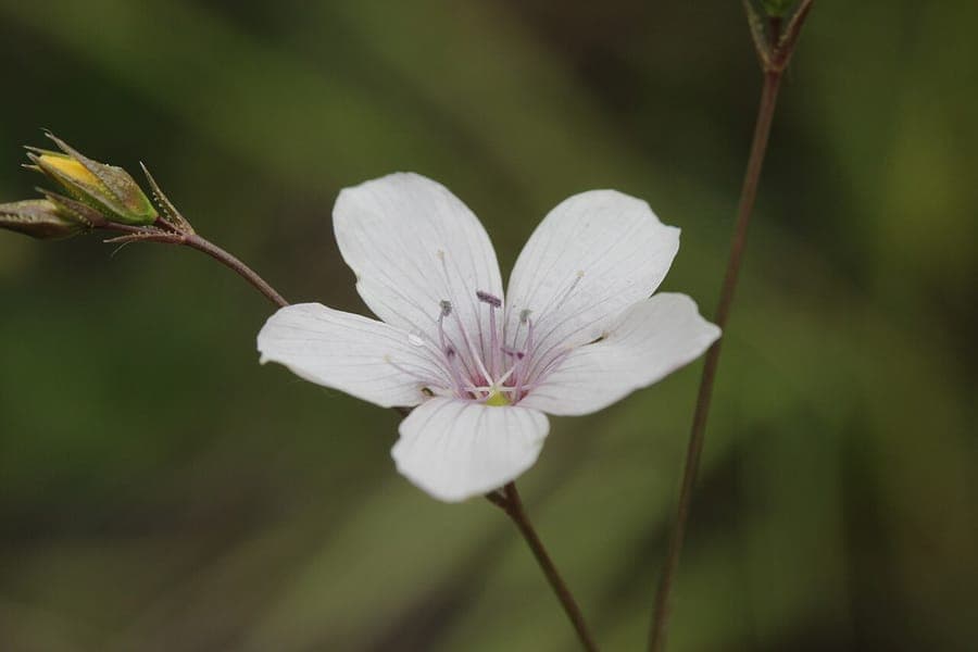 Linum tenuifolium rode bloem detail