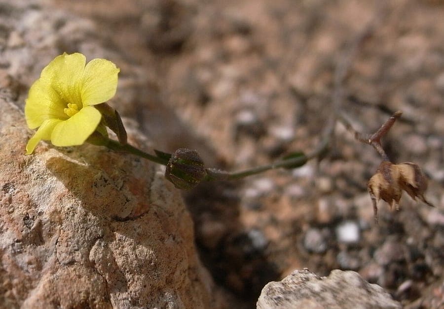 Helder gele bloemen van Linum trigynum