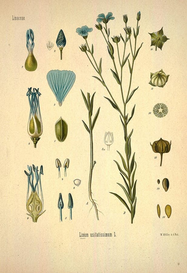 Cultivated flax (Linum usitatissimum) in full bloom with blue flowers