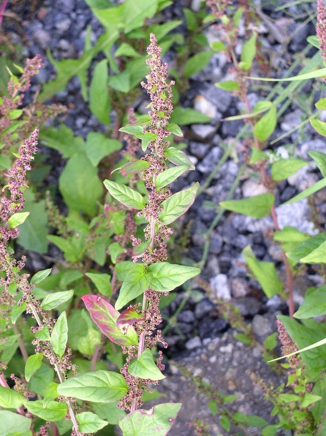 Korrelganzenvoet (Lipandra polysperma) met fijne, compacte groei