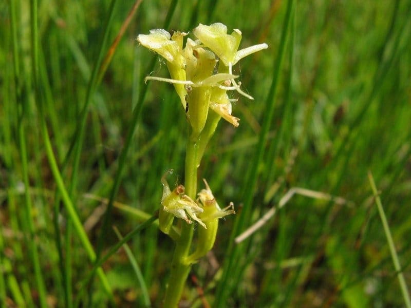 Liparis de Loesel (Liparis loeselii) avec ses fleurs jaunes délicates