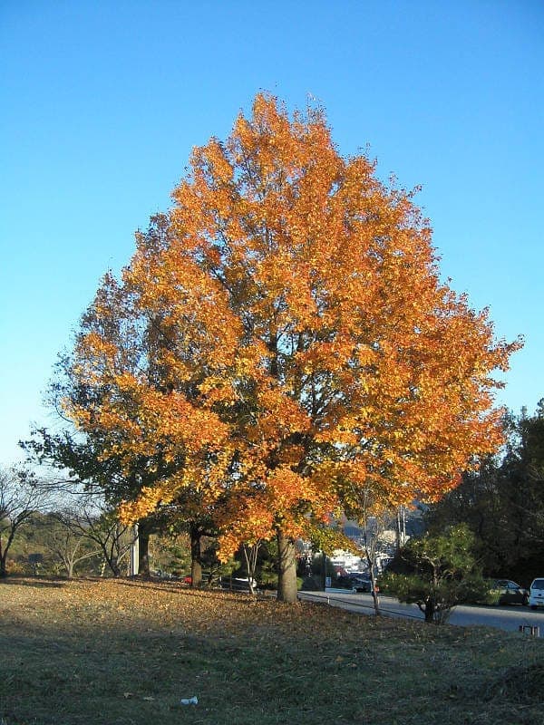 Liquidambar formosana herfstblad in rood-oranje
