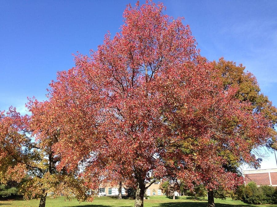 Sweet gum with brilliant red autumn foliage against blue sky