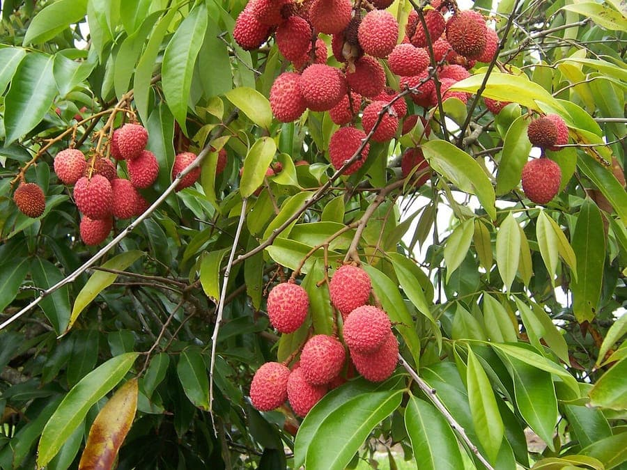 Rote Litchi chinensis Fruechte auf Baumzweigen