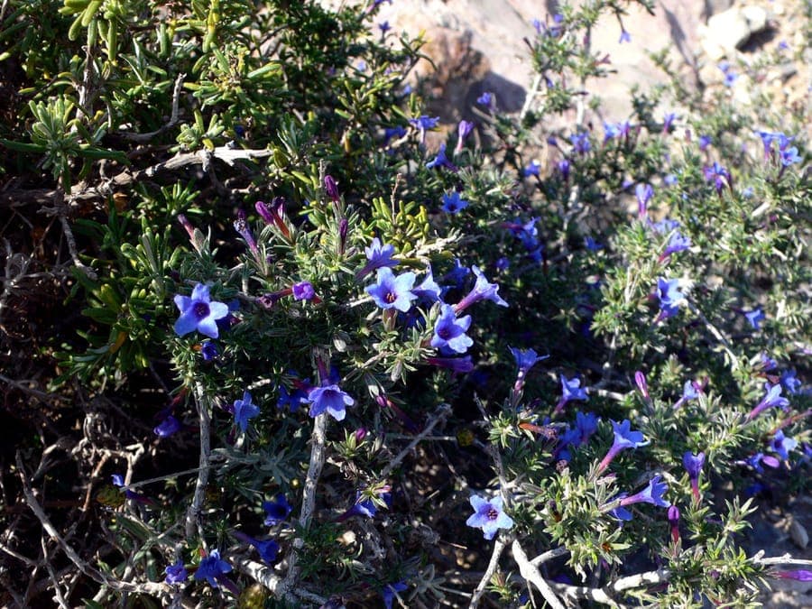 Shrubby gromwell with blue purple flowers