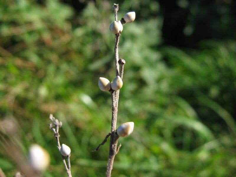 Echter Steinsame (Lithospermum officinale) mit seinen kleinen weißen Blüten
