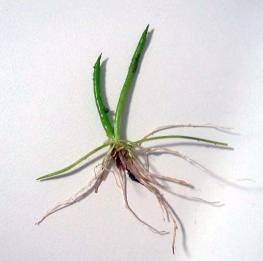 Littorella uniflora growing in shallow water