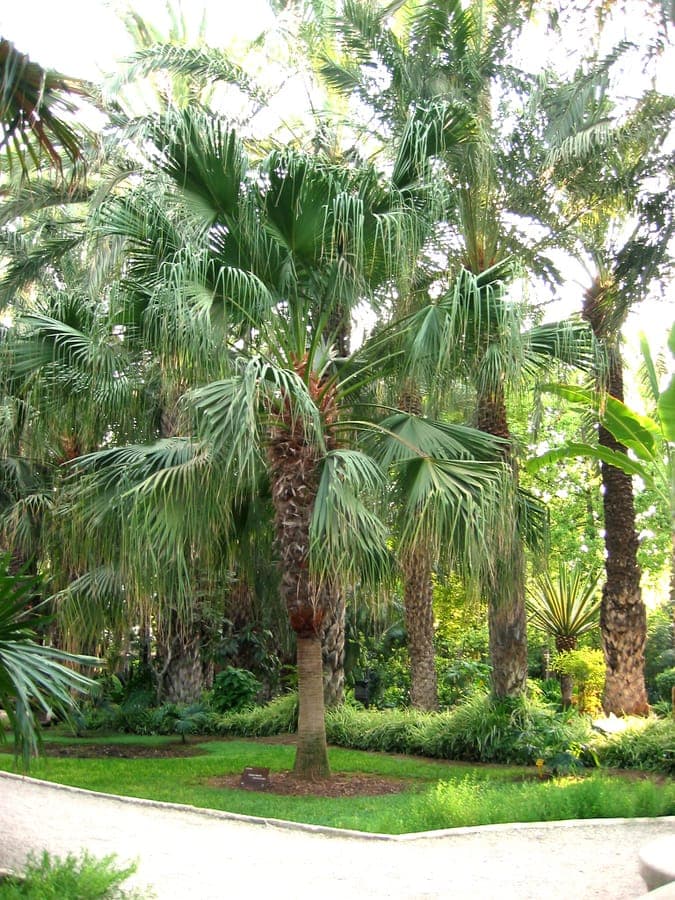 Livistona chinensis Palme mit grosen facherforfigen Blattern