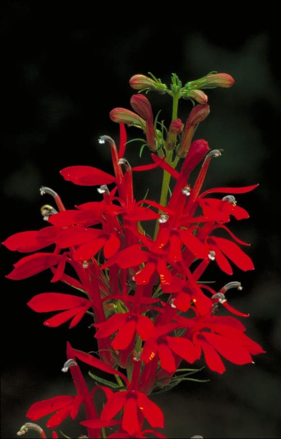 Lobelia cardinalis scarlet-red flower spikes along water's edge