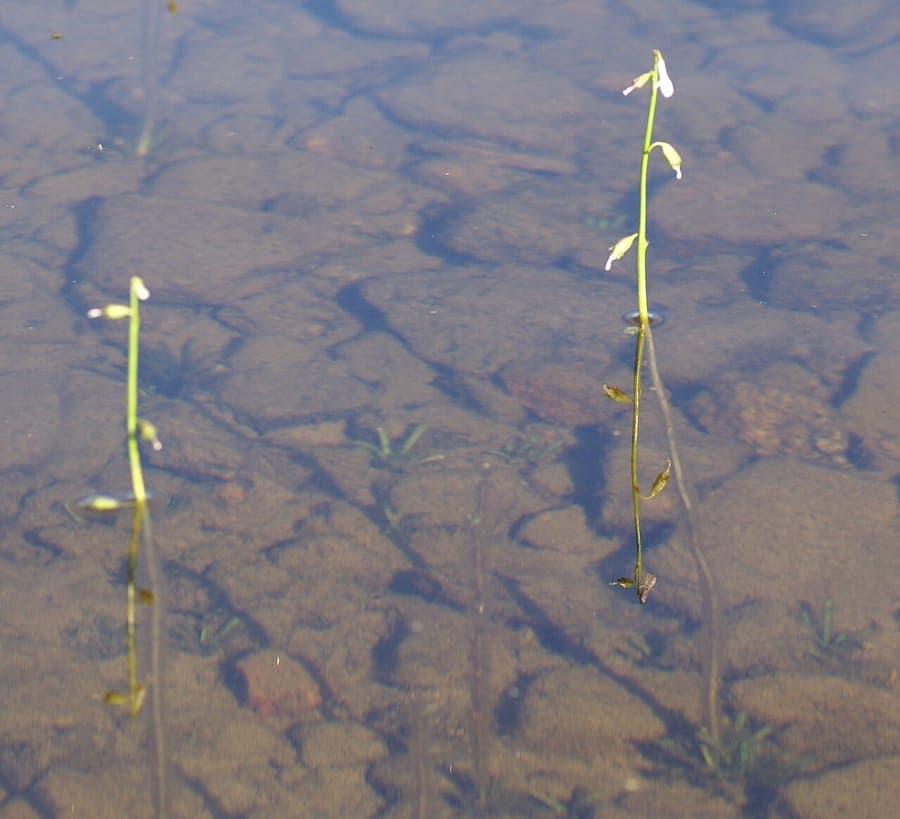 Water lobelia in clear water