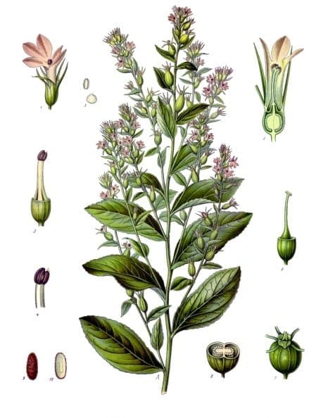 Blaaslobelia plant met paarse bloemen en zaadkapsels